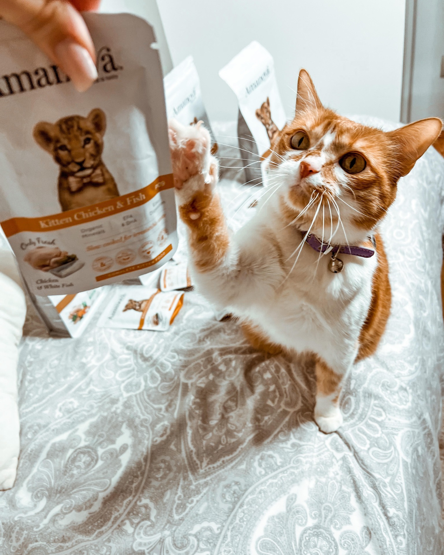 Amanova cat kitten Chicken & fish 85 g pouch