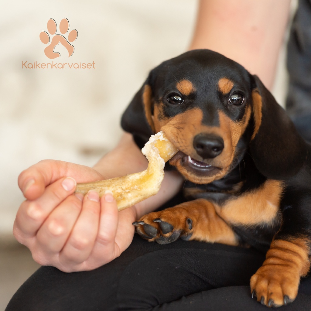 Kaikenkarvaiset Lampaan nahkapala 100g