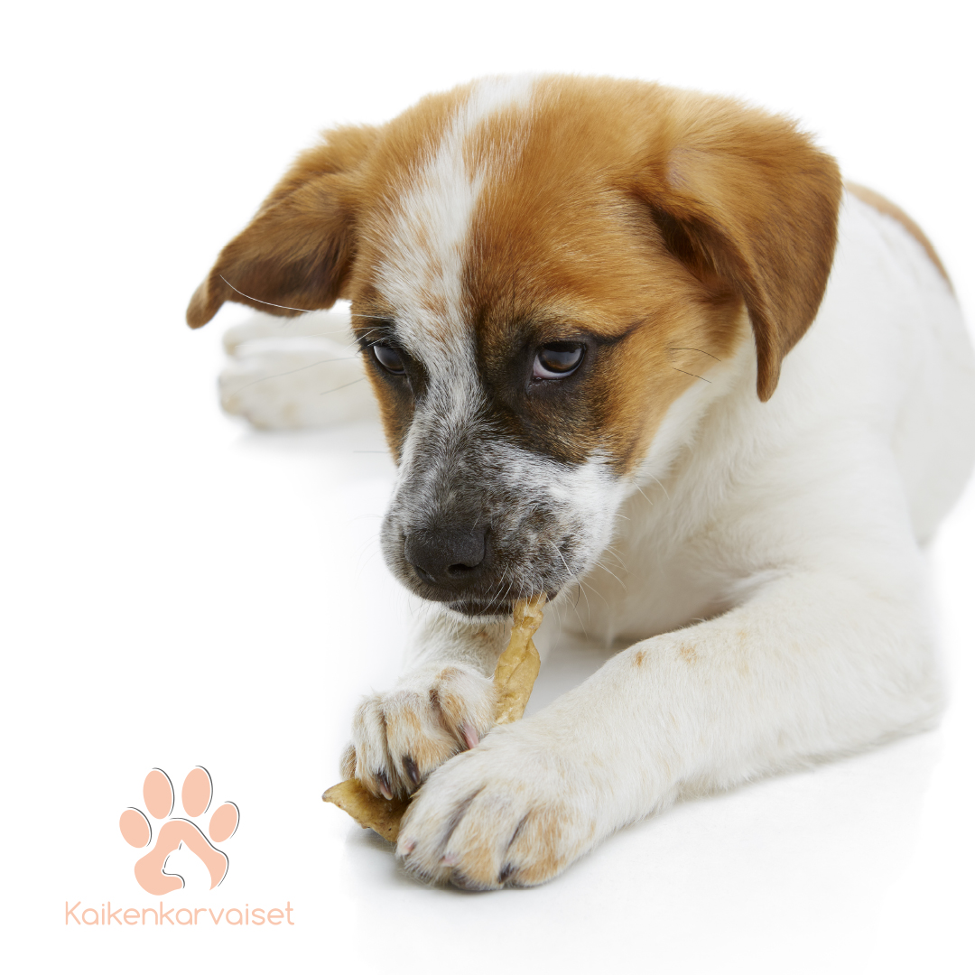 Kaikenkarvaiset Jäniksen korvat 100g