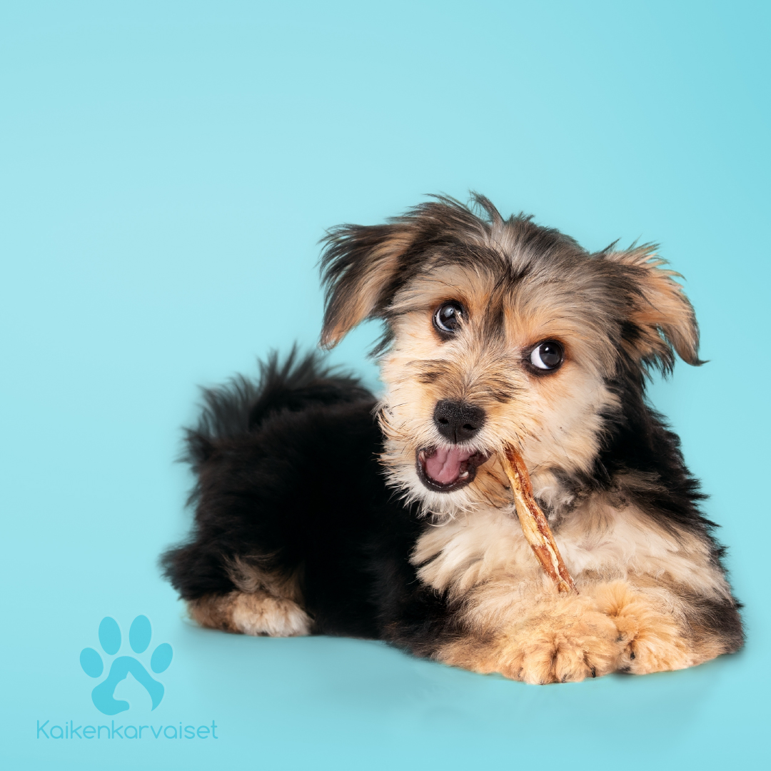 Kaikenkarvaiset Lampaan korva nahkapalalla 150g