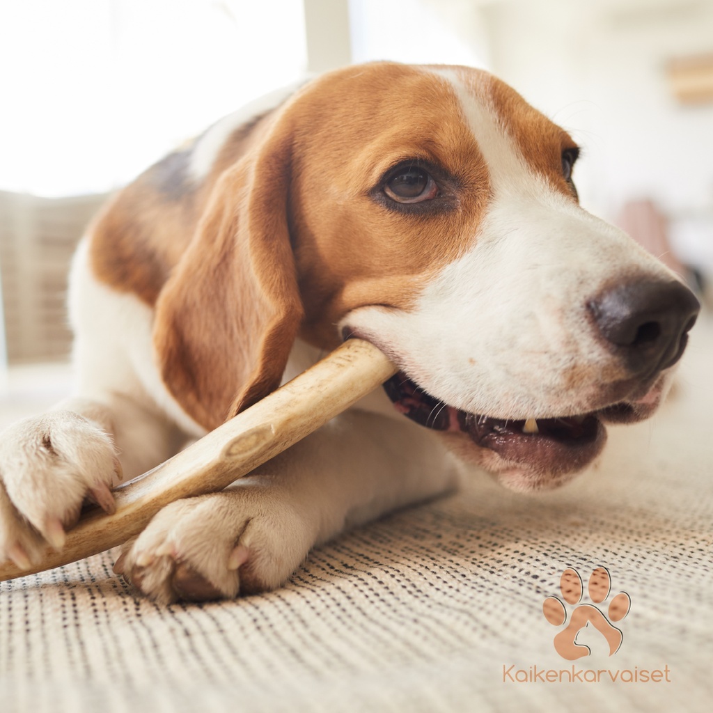 Kaikenkarvaiset Poron sarvi 300g