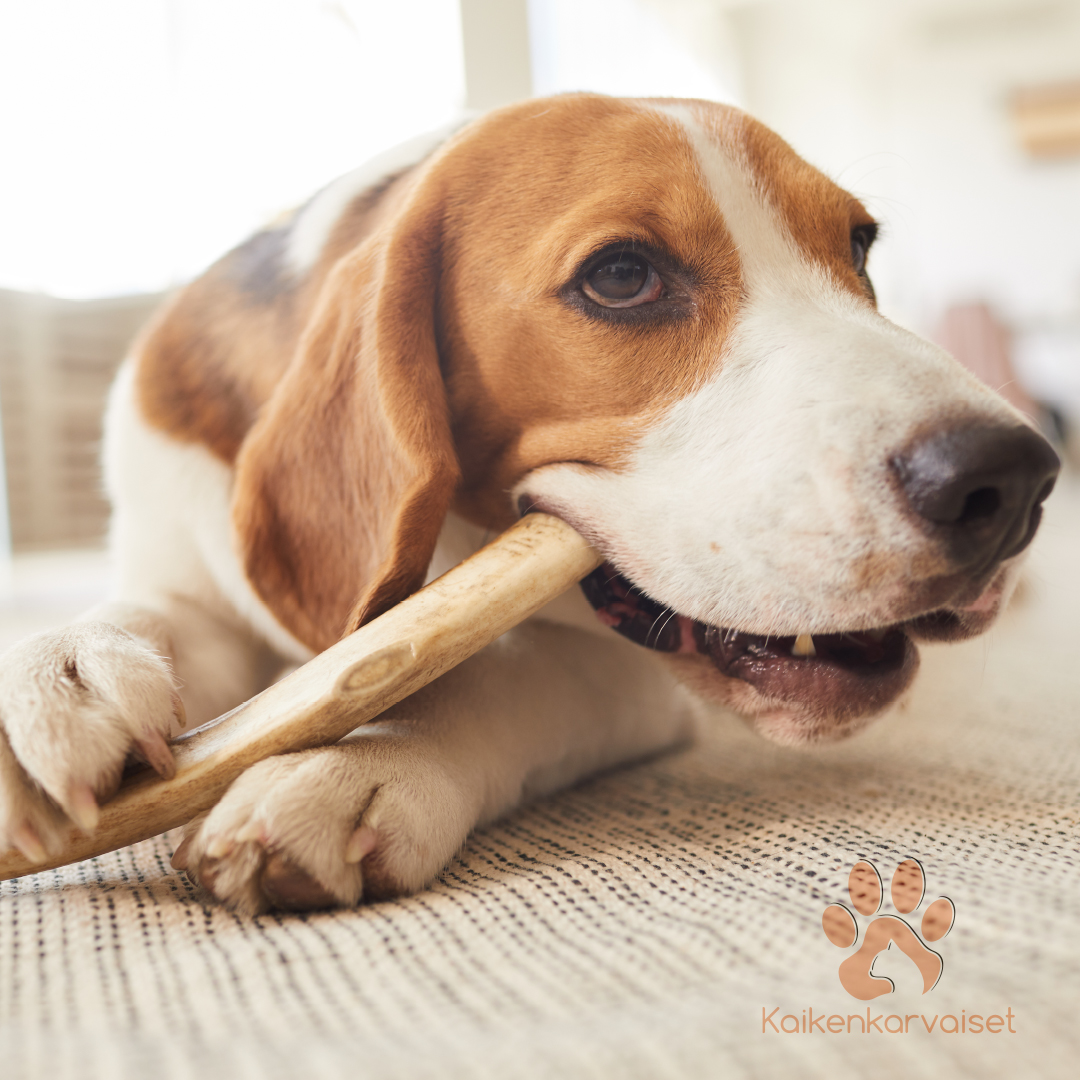 Kaikenkarvaiset Poron sarvi 300g