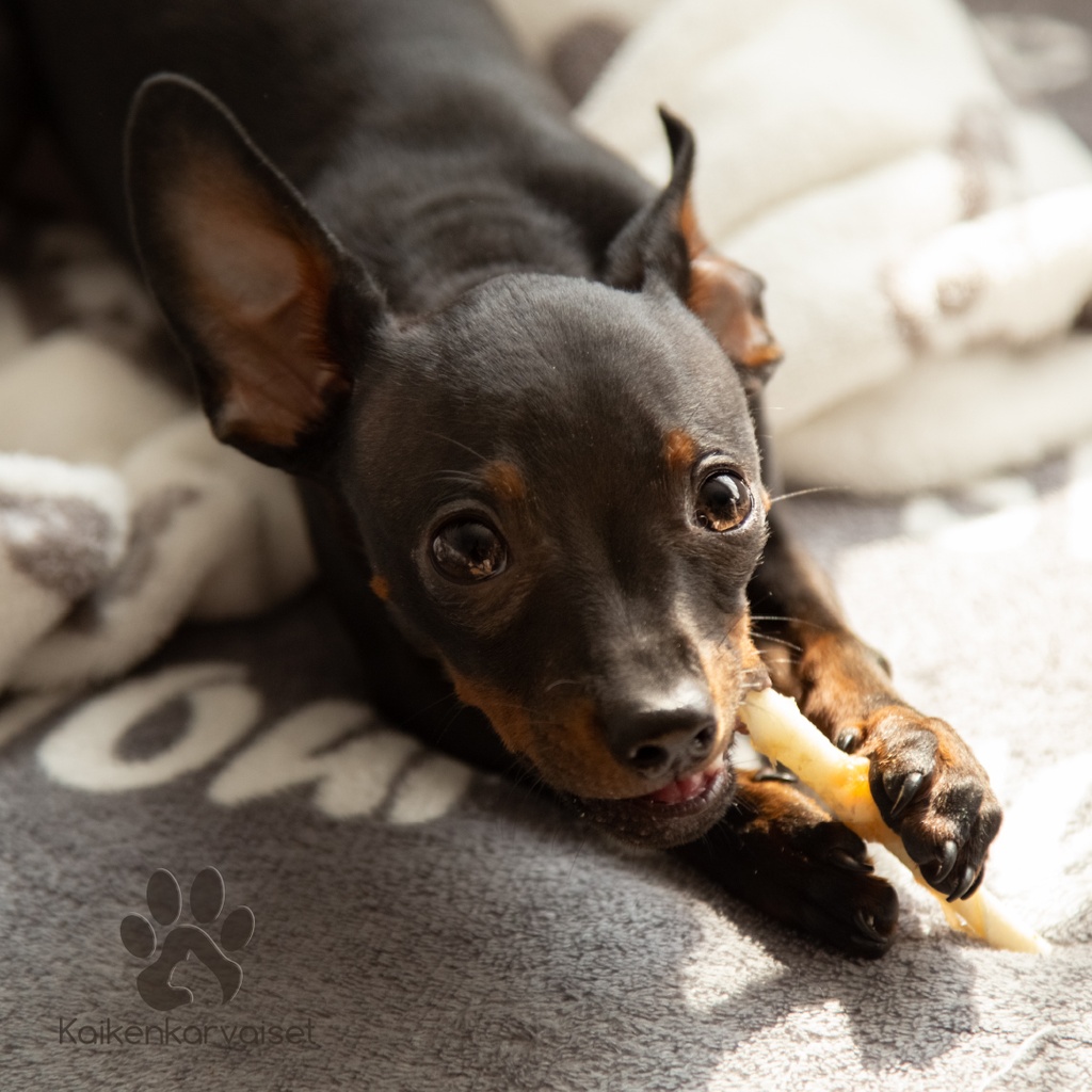Kaikenkarvaiset Jäniksen nahkapala 80g