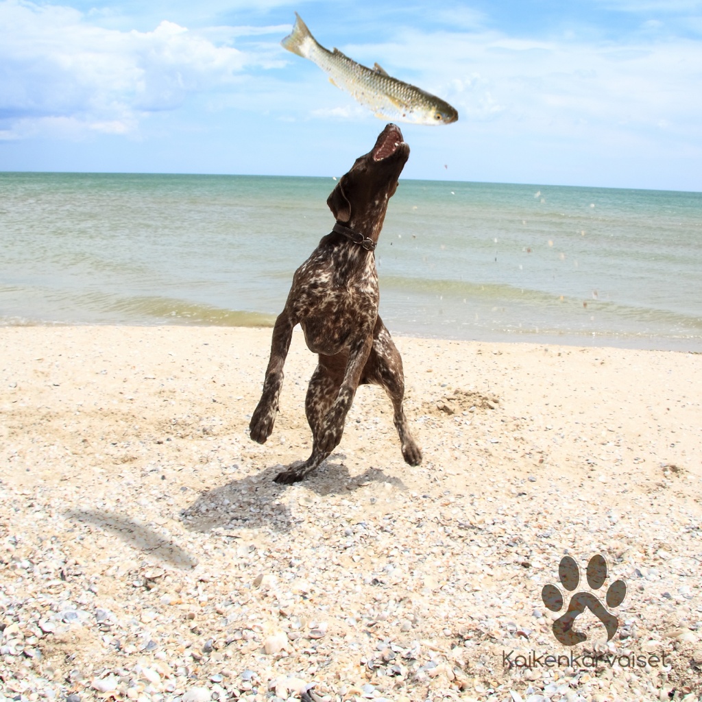 Kaikenkarvaiset Norjalainen turska 1kpl