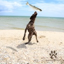 Kaikenkarvaiset Norjalainen turska 1kpl