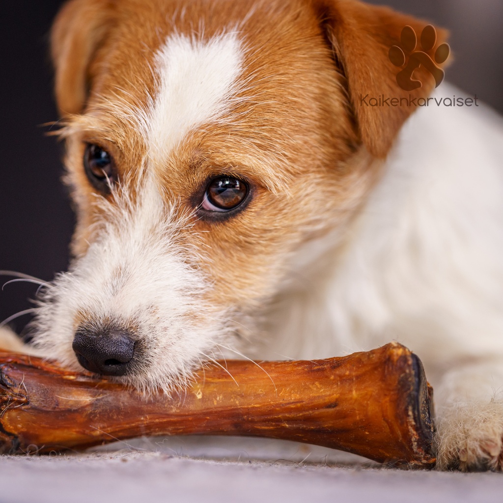 Kaikenkarvaiset Hevosen sääriluu 1 kpl