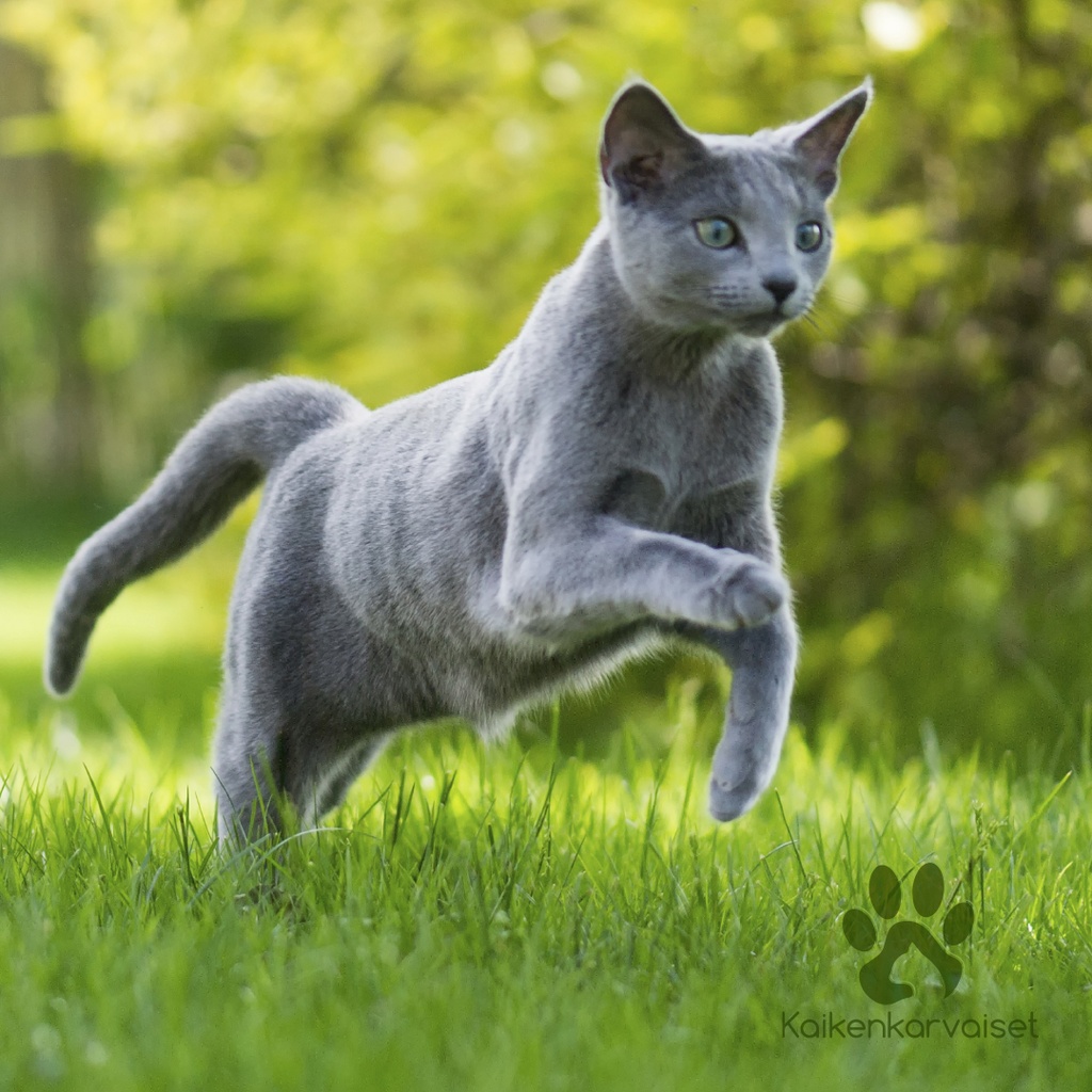 Monge cat adult BWild anjovis 1,5kg