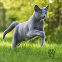 Monge cat adult BWild anjovis 1,5kg