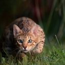 Monge cat adult BWild jänis 1,5kg