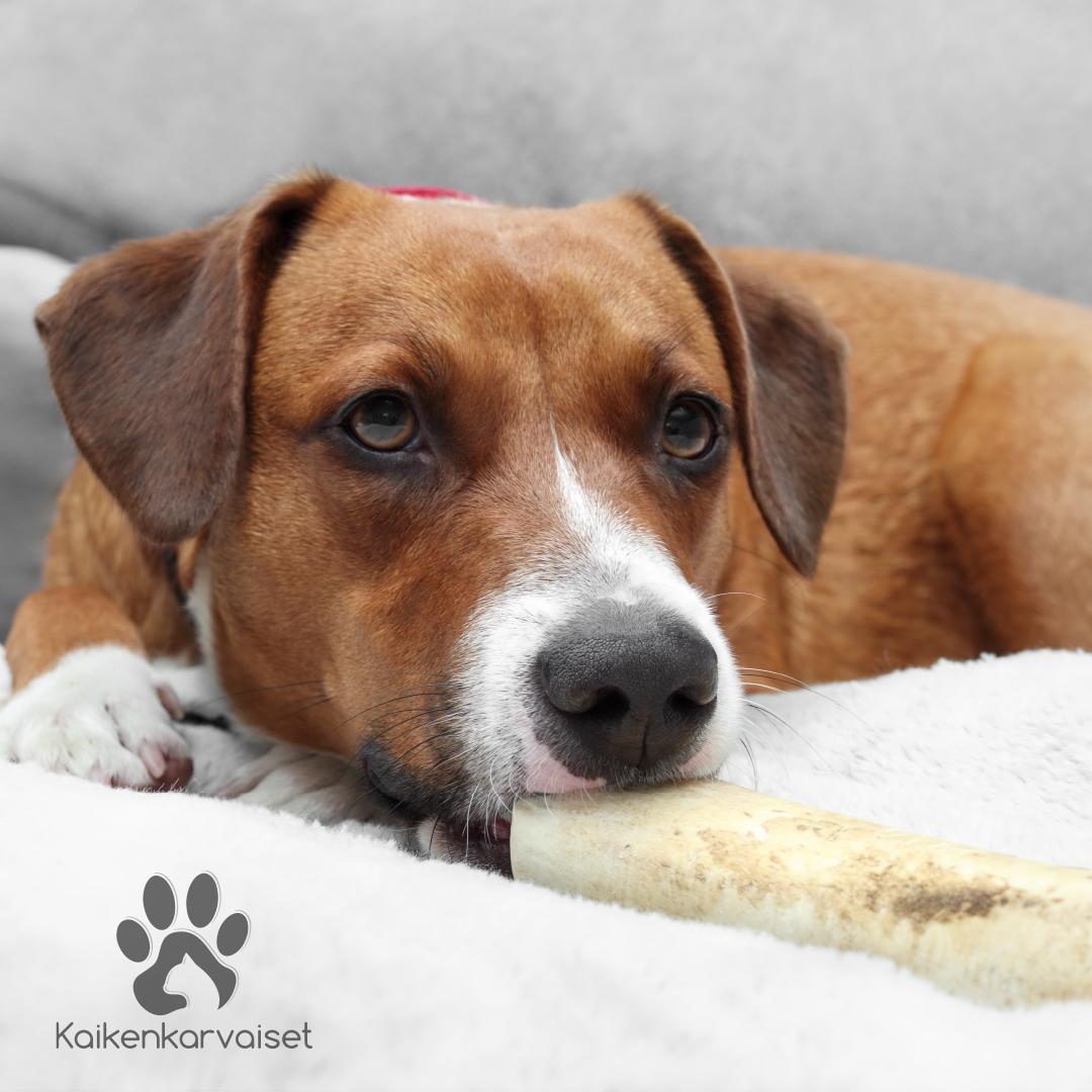 Kaikenkarvaiset Herkkupatukka 5 kpl