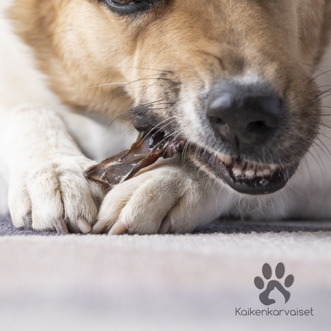 Kaikenkarvaiset Possun kärsä 150g