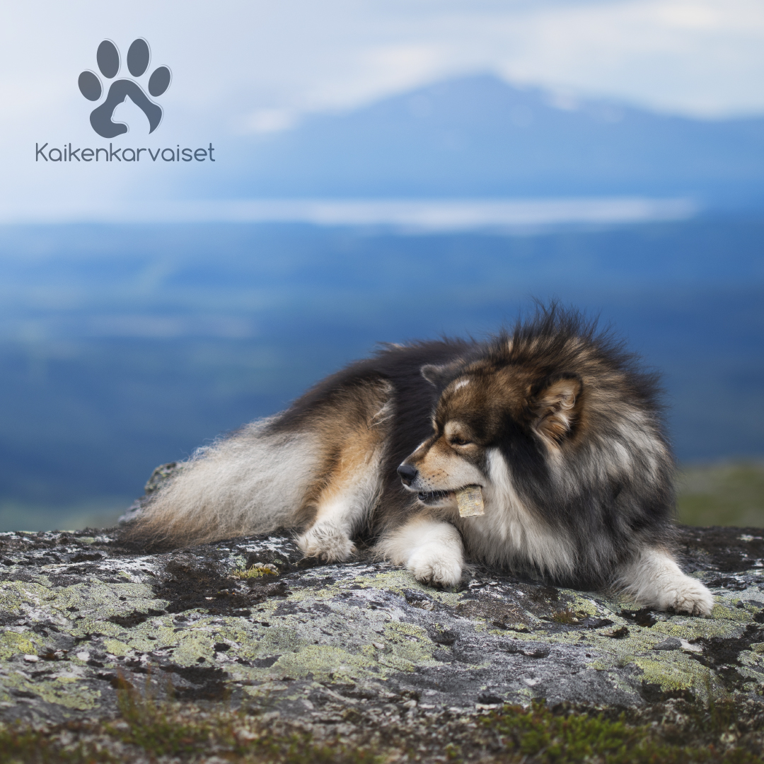 Kaikenkarvaiset Norjalainen turska paloina 150g