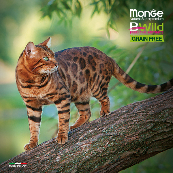 Monge cat adult BWild grain free tonnikala-herne 1,5kg