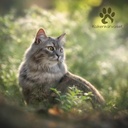 Monge cat adult BWild anjovis-kasvis 100 g vuoka