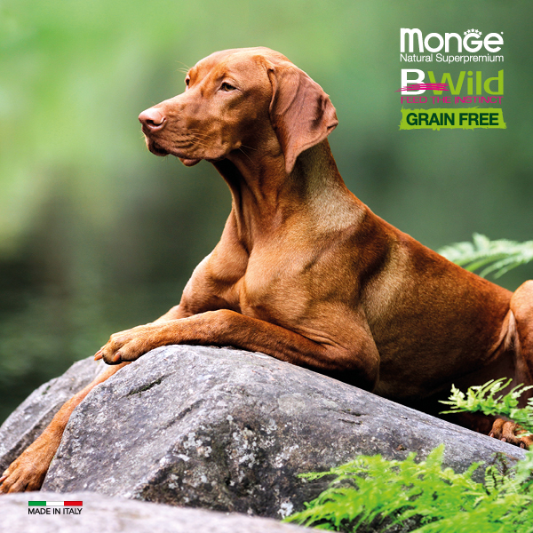 Monge dog adult BWild grain free lammas-peruna-herne 2,5kg