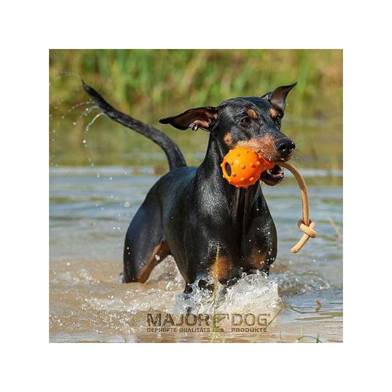 Major Dog Swimming Eddy Large